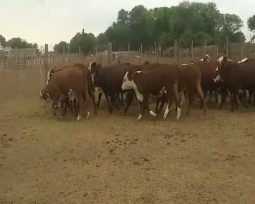 Lote 50 Vaquillonas en Quimilí, Santiago del Estero