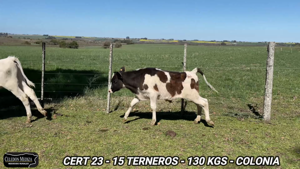 Lote 15 Terneros en Colonia