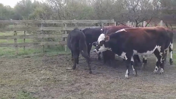 Lote (Vendido)7 Novillos Cruza 280kg -  en Polancos