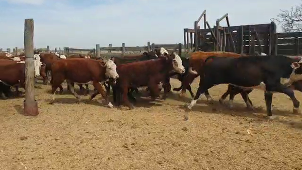 Lote 90 Novillitos y vaquillonas Braford en Las Varillas, Córdoba