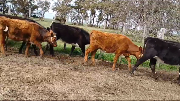 Lote 8 Terneras NORMANDO/ ANGUS 150kg -  en CUCHILLA DEL PERDIDO