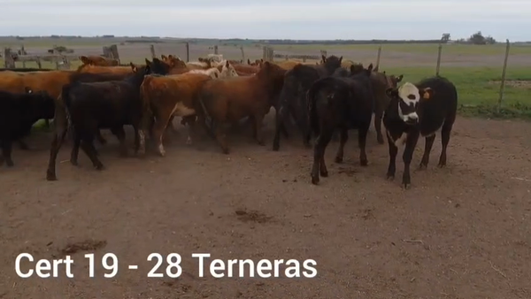 Lote TERNERAS