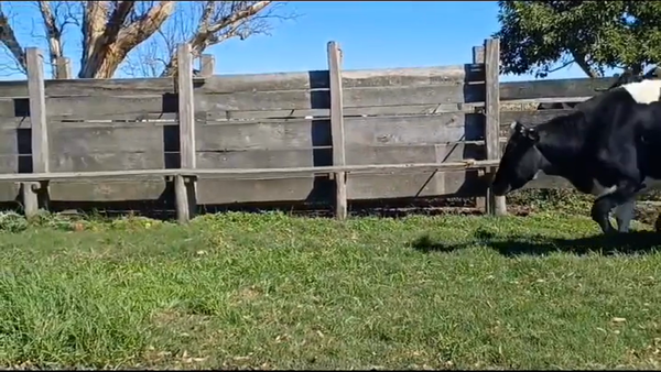 Lote 5 Vaquillonas preñadas HOLANDO en PANTANOSO