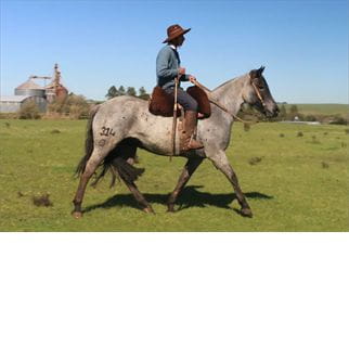 Lote TAPADITA DEL CONVENTOS