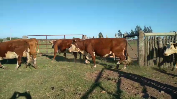 Lote 100 Vacas de invernar