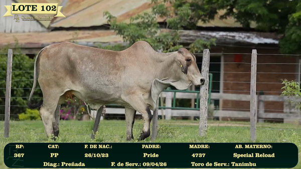 Lote LOTE 102