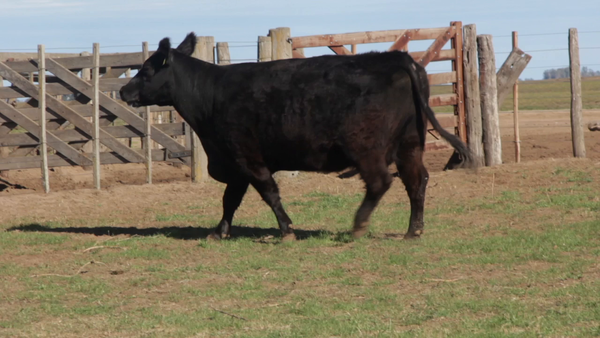 Lote VACAS PURAS DE PEDIGREE
