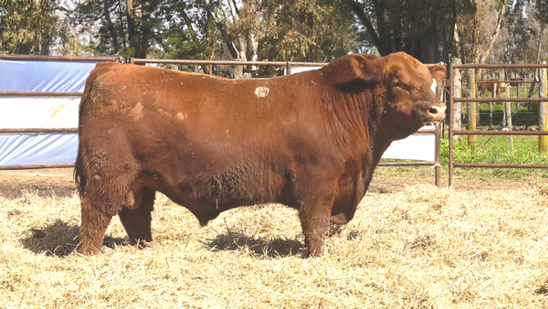 Lote TOROS ANGUS  PP