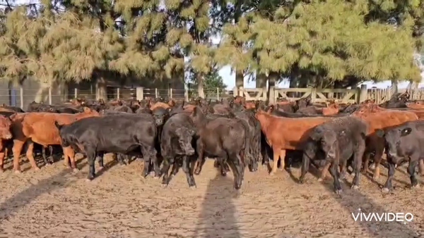 Lote 105 Terneros en Gral. Paz, Buenos Aires