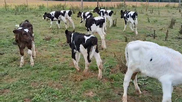 Lote 10 Terneros, San José