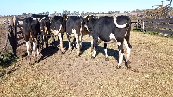 Lote Globalagri Lote 5