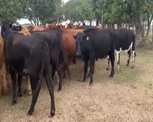 Lote 36 Novillos 1 a 2 años ANGUS HEREFORD Y CRUZA 370kg - , San José