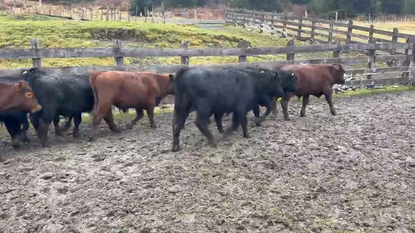 Lote 60 Ternero en Río Ibáñez, XI Región Aysén