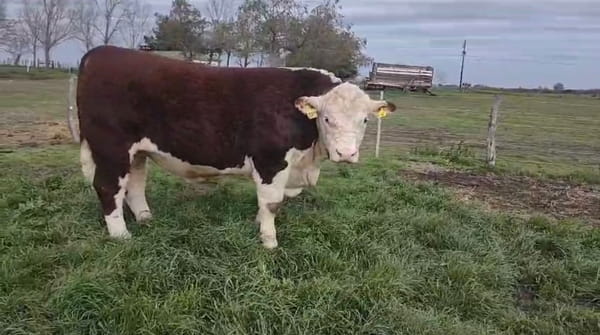 Lote Cabaña Maivarepa Hereford PP