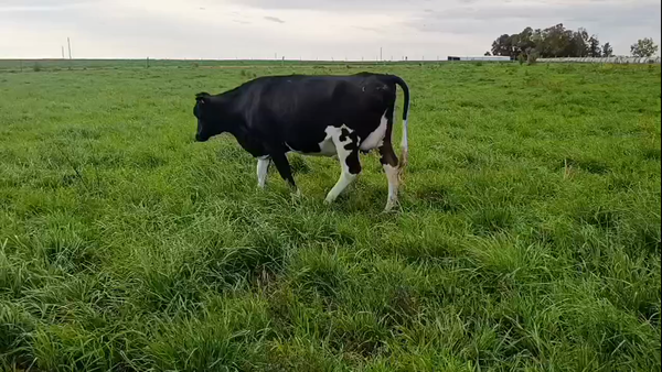 Lote Vaquillonas  520kg - , San José