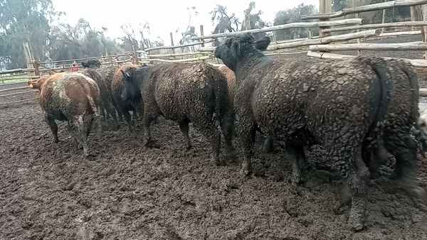 Lote 40 Novillo Gordo en Melipilla, Región Metropolitana