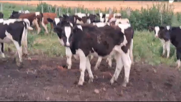 Lote 50 Terneros Holando en 10 Km  de San Jose