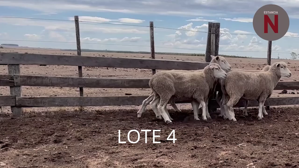 Lote Lote 4 - Estancia Nueva