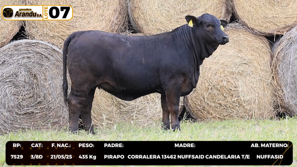 Lote LOTE 7
