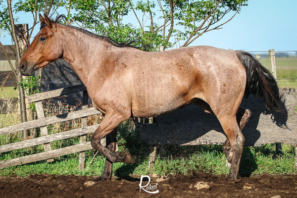 Lote Morenita Del Cencerro