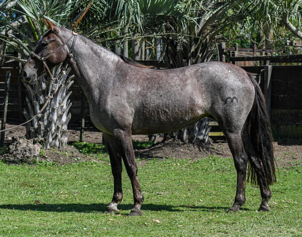 Lote Cala La Calavera