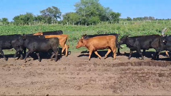 Lote VAQUILLONAS 1 A 2 AÑOS