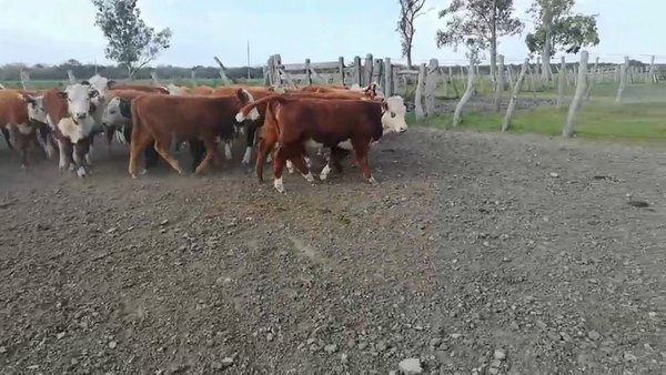 Lote 80 Terneros/as en Entre Ríos, Federal