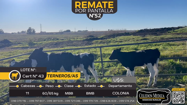 Lote 11 Terneros y Terneras en Estanzuela, Colonia