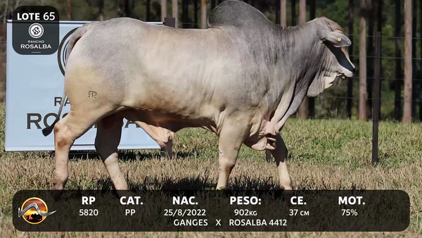 Lote LOTE 65