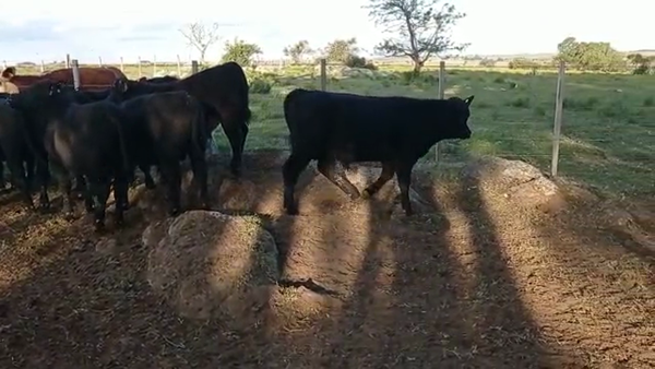 Lote Terneros enteros