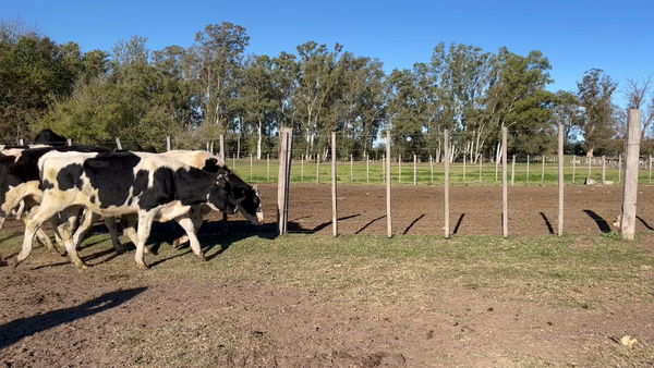 Lote NOVILLOS 1 a 2 AÑOS