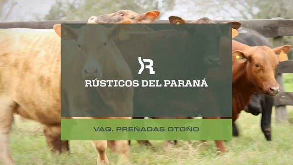Lote VAQUILLONAS PREÑADAS