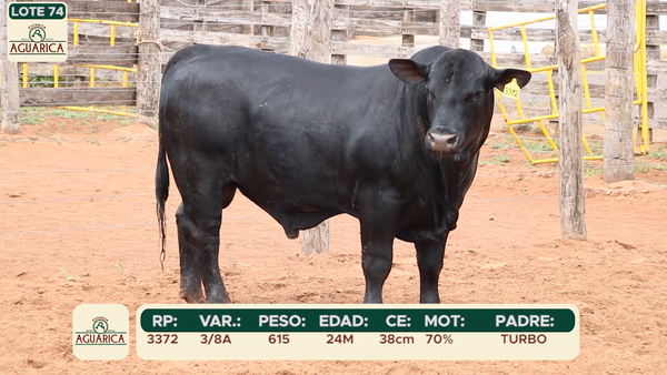 Lote LOTE 74