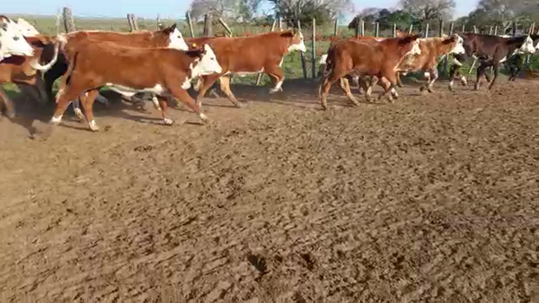 Lote 85 Terneros/as en Loreto, Corrientes