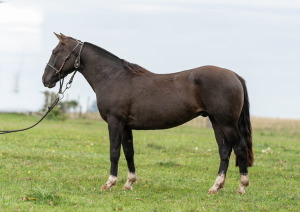 Lote Averías Espuelazo