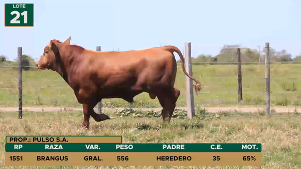 Lote TOROS LOTE 21
