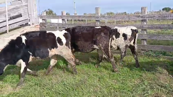 Lote 4 Vaquillonas  Holando 250kg -  en Ruta 11 Km 129