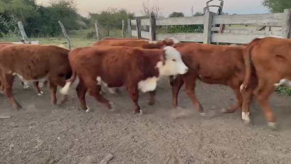 Lote 70 Terneros/as en Corrientes, Curuzú-Cuatiá