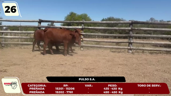 Lote LOTE 26- EN VIVO