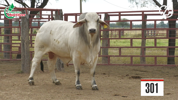 Lote Brahman