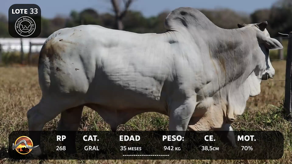 Lote LOTE 33