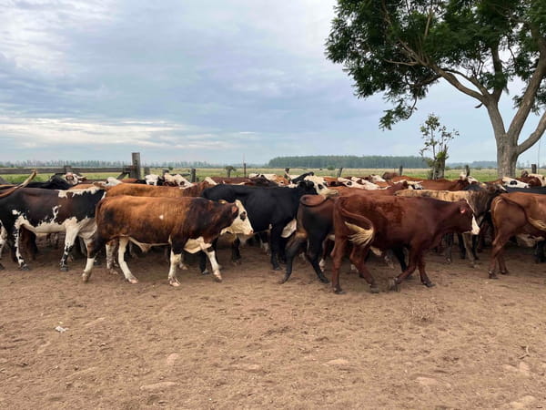 Lote 60 Novillos en Corrientes, Bella Vista