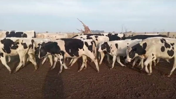 Lote 37 TERN. MACHOS OVEROS NEGROS, LOBERÍA, BS. AS.