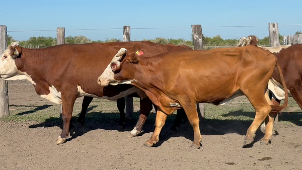 Lote 3 Vacas Conserva