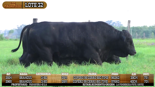 Lote LOTE 32