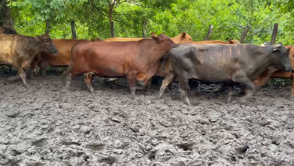 Lote 34 Vacas nuevas C/ gtia de preñez en Misión San Fco., Formosa