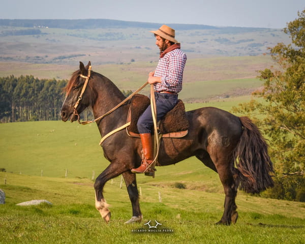 Lote Criollos da Fronteira El Gavilán Hurgador  RP: 305