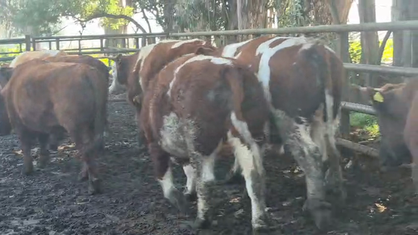 Lote 45 Novillo Gordo en Pelarco, VII  Región Maule