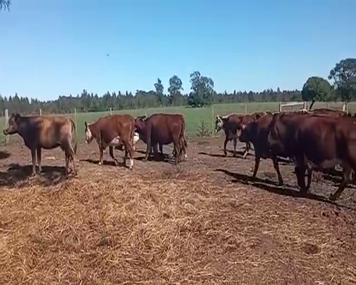 Lote (Vendido)30 Vacas de Invernada HEREFORD,  CRUZA,  ANGUS 420kg -  en COSTAS DE MAURICIO