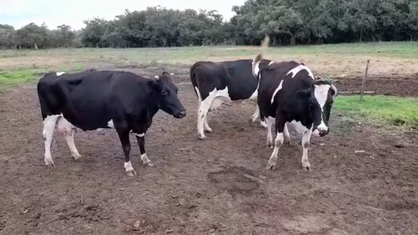 Lote VACAS INDUSTRIA